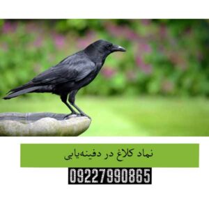 نماد کلاغ در دفینه‌یابی