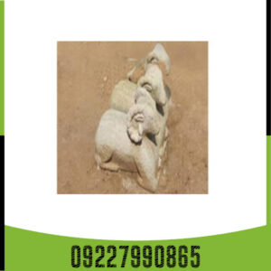 نماد گوسفند در دفینه یابی