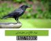 نماد کلاغ در دفینه‌یابی